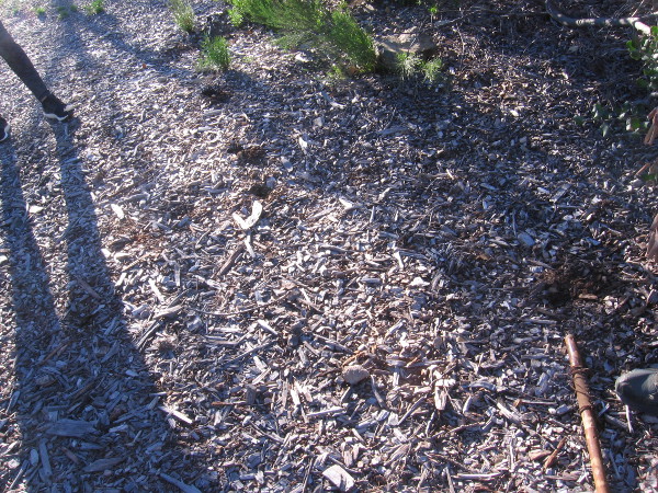 As the skunk moved forward, nose to the ground, it dug a series of additional holes.