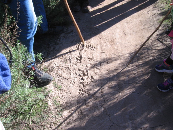 We saw lots of dog tracks in dried mud. The heavy front pads indicate a breed with a forward center of gravity. Coyotes have much neater, straighter tracks.