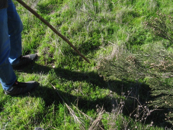Rabbits made these tracks in the bent grass as they moved forward eating. We saw a couple calm rabbits feeding in the distance, seemingly unconcerned about predators.