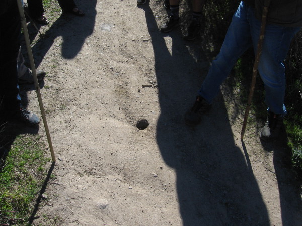 A gopher hole in the trail, long abandoned. The hole was subsequently widened by curious dogs poking in their noses, excited by an old scent.