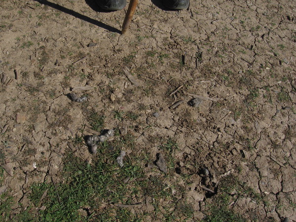 But nearby, other dried, ropy coyote droppings contain rabbit fur.