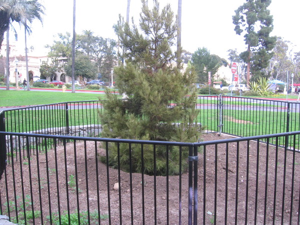 Balboa Park has a healthy new Community Christmas Tree!