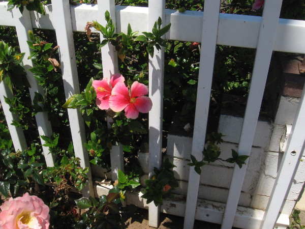 Flowers through a white fence.