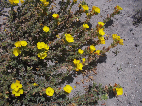 The flowers of beach suncup, or evening primrose, are like bright gems on the sand.