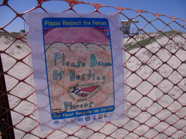 The Western Snowy Plover depends on kelp and seagrass washed ashore, feeding on insects. Their young are hatched in the sand. Fences keep the feet of people away.