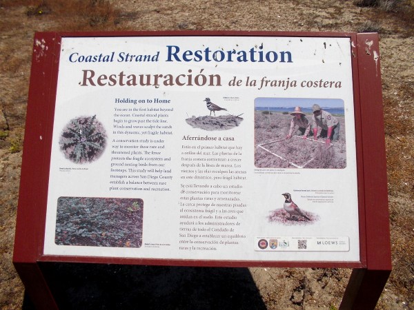 Coastal strand plants begin to grow past the tide line. Winds and waves sculpt the sands in this dynamic, yet fragile habitat.