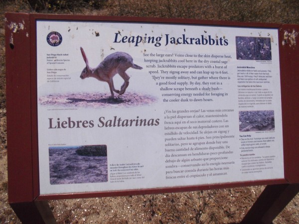 San Diego black-tailed jackrabbits are frequently seen in the dry coastal sage scrub of Silver Strand State Beach.