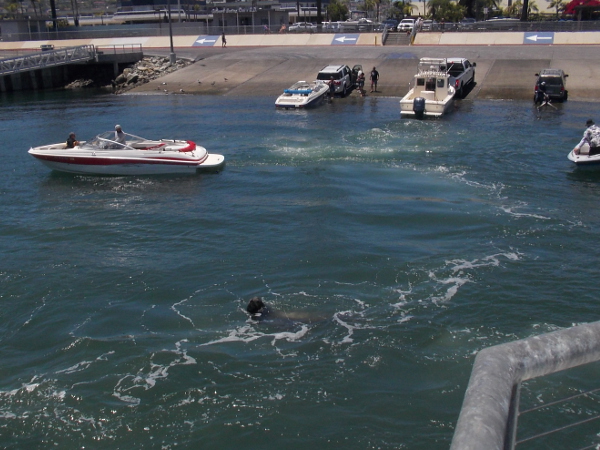 A sea lion goes from boat to boat hoping for fishing bait leftovers.
