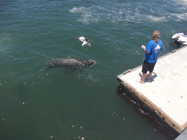 I believe this might be Wally the sociable sea lion. I blogged about him a couple times before. He hangs out here.