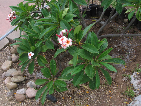 Plumeria flowers are beloved by many.