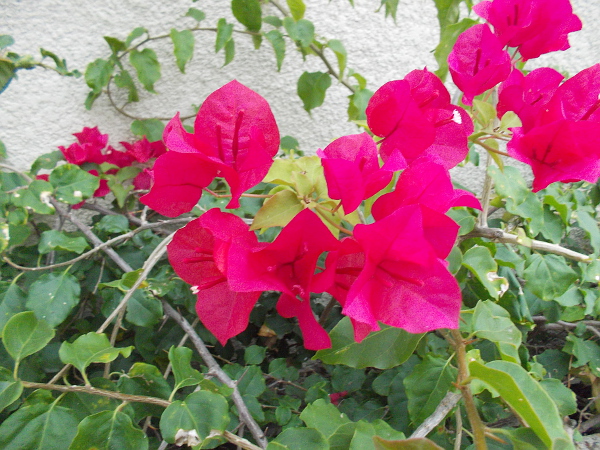 Bougainvillea against a wall.