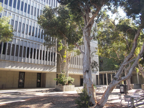 McGill Hall behind trees of an outdoor common area.