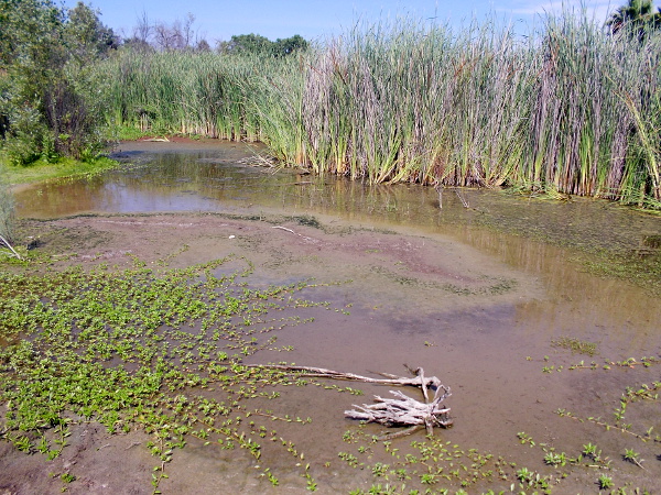 A wet, marshy area near the river's edge.