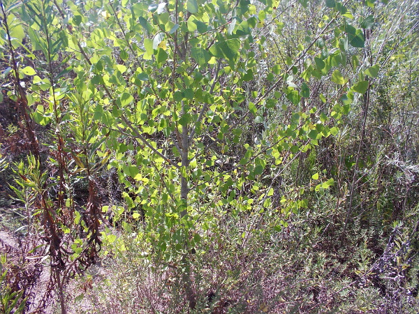 More light in leaves.