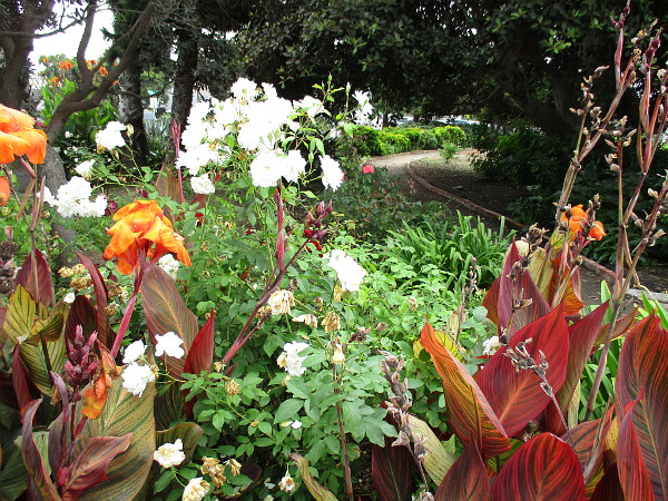 Beautiful flowers by the path through old Carpentier Parkway, which is turning into Harbaugh Seaside Parkway.