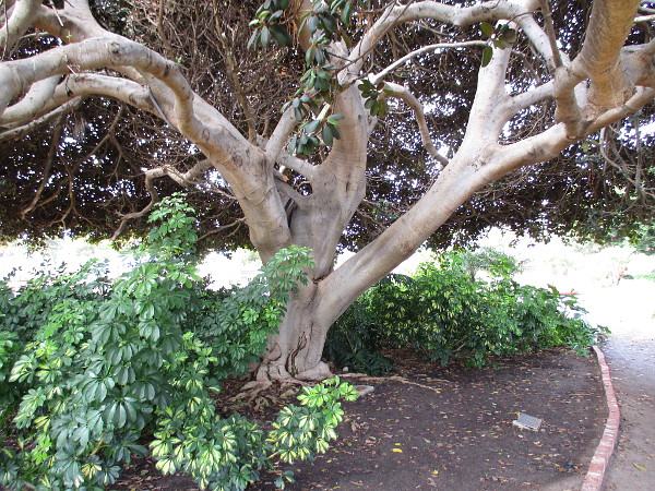 A beautiful old tree has two plaques at its base.