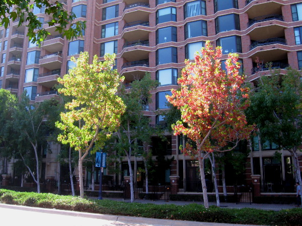 Looks like some leaves are turning along Market Street.