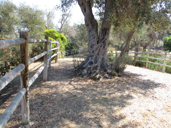 A big old tree at the scenic viewpoint.
