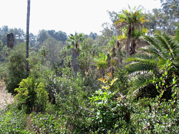 Turning south, I take a photo of the lush vegetation in this part of Presidio Park.