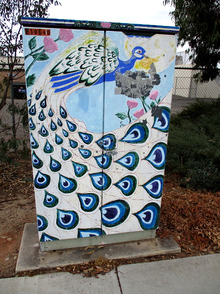 A very colorful peacock.