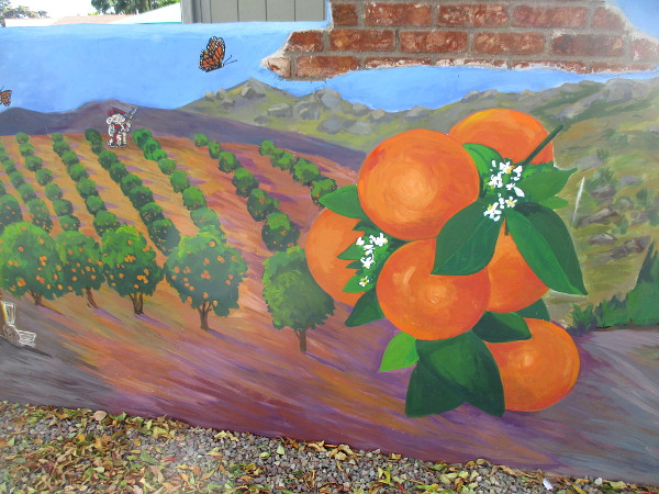 Hillsides lined with orange trees.