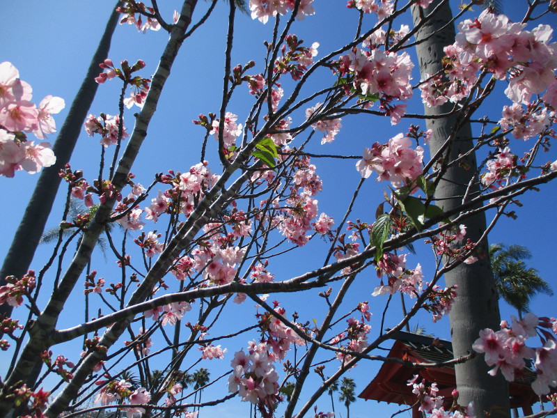 Cherry blossoms bloom around Japanese Friendship Bell! – Cool San