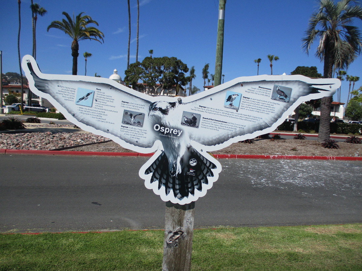 Osprey guards nest high above Shelter Island! – Cool San Diego Sights!