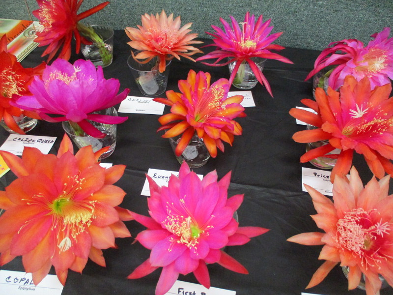 San Diego Epiphyllum Society show on Mother's Day! – Cool San