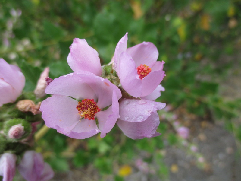 Native plant garden at Sikes Adobe Farmhouse. – Cool San Diego Sights!