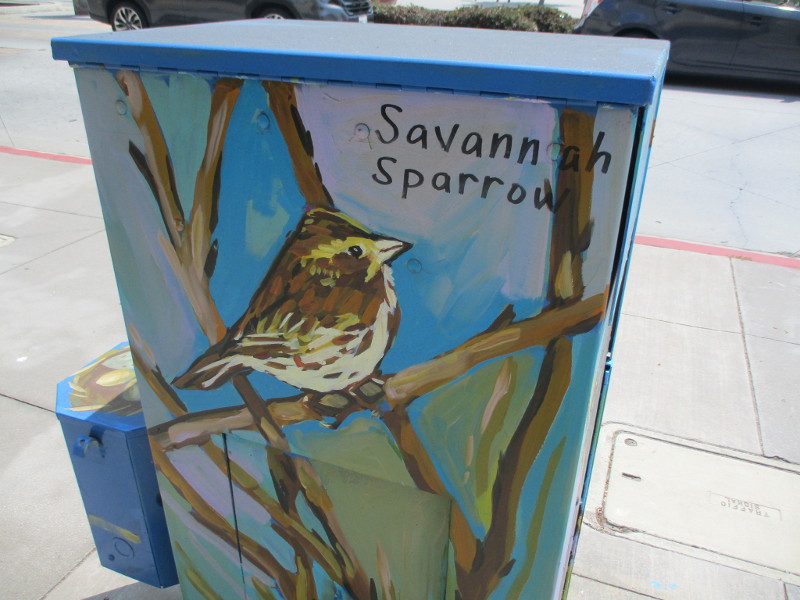 Wildlife on the streets of National City! – Cool San Diego Sights!
